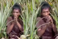 Pencuri Sapi Tertangkap di Kebun Nanas GGP, Kejar-kejaran Dramatis Berakhir di Terusan Nunyai