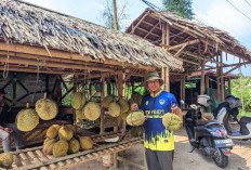 Ada 20 Jenis Durian Unggulan di Gunungsari Serang, Rasanya Legit Semua