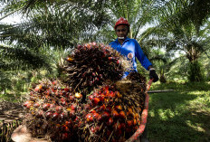 HIPMI Dorong Hilirisasi Sawit di Sektor Pangan, Bidik Produk Bernilai Tambah dan Kaya Manfaat