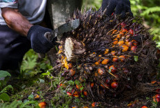 Menjawab Tantangan Traceability di Industri Sawit Nasional, Penting Untuk Tata Kelola Berkelanjutan
