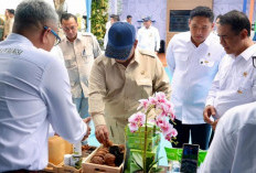 Prabowo Minta Hilirisasi Gambir Dipercepat, Produktivitas Petani Jadi Fokus