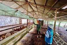 Lebih dari 390 Ribu Pelanggan Manfaatkan Program Electrifying Agriculture dan Marine PLN 