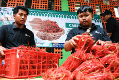 Lebih Murah! Cabai dari Aceh Dijual di Bawah Harga Pasaran Jakarta: Rp40 Ribu Per Kg