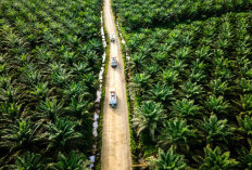 CORE Dorong Pemerintah Perkuat Diplomasi Global untuk Hadapi Dampak EUDR, Ini Langkah Strategisnya