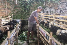Harga Sapi Kurban Hampir Setara Motor NMAX, Pedagang: Bukan Naik Harga tapi Ganti Harga