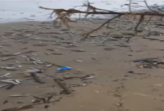 Viral Fenomena Langka Ikan Kecil Terdampar di Pantai Jimbaran Bali, Pertanda Apa?