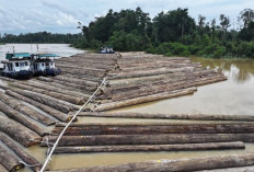 Kemenhut Klarifikasi Viral Rakit Kayu di Sungai Kapuas, Pastikan 1.085 Batang Meranti Legal dan Bersertifikat