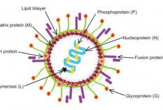 Sudah Sampai Malaysia, Ahli Virus Tiongkok Ungkap Fakta Baru Human Metapneumovirus HMPV