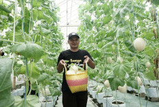 Bertani Melon Hidroponik, Tingkatkan Ekonomi Pertanian Dipelopori Dompet Dhuafa Bersama ROIS OJK