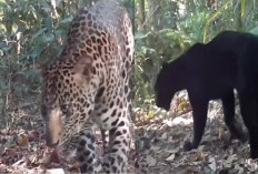 Viral Dua Predator Puncak Pulau Jawa Muncul Bersamaan di Hutan Mendolo Pekalongan