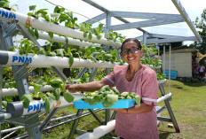 Terbukti Berdampak, Survei Mekaar Soroti Keberhasilan Pemberdayaan Berkelanjutan PNM