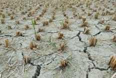 Waspada! BMKG Prediksi El Nino Bertahan sampai Awal 2027, Ini Data Puncak Kemarau di Indonesia