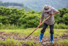 Babak Baru Reforma Agraria, Ribuan Hektare Tanah Negara Siap Dikelola Lebih Transparan 