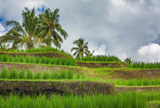 Sejarah Hari Tani 24 September, Tonggak Reformasi Agraria dan Kesejahteraan Petani Indonesia