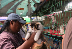 Cat Lovers Buru Kucing Kaki Pendek di Pasar Hewan Jatinegara, Harga Mulai Rp1,3 Juta