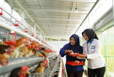 Dorong Ketahanan Pangan, PNM Bagikan 240 Ekor Ayam untuk Warga