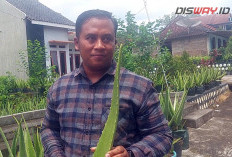 Budidaya Lidah Buaya Gunungkidul Jadi Distributor Perusahaan Kosmetik, Sekali Pesan 3 Ton