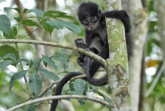 PHR Rajut Asa Pelestarian Habitat Lutung Kokah, Komitmen Hijau di Wilayah Operasi   