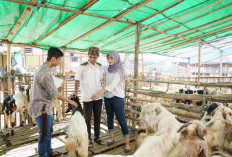 5 Larangan untuk Orang yang Berkurban Idul Adha 2026, Jangan Diabaikan!