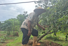 Panen Kebun Berseri Bintaro Jadi Penggerak Ekonomi Kelompok Tani