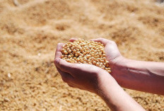 Pemprov DKI Ungkap Pemicu Lonjakan Harga Kedelai, Rupiah Melemah Imbas Gejolak AS