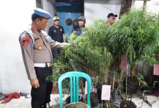 Kata Polisi Usai Gerebek Kebun Ganja Rumahan di Pedongkelan Cengkareng: Ternyata Hasil Budidaya