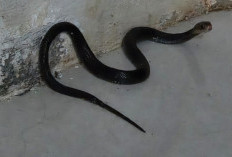 Hujan Deras! Ular Kobra Masuk ke Rumah Warga Citayam Depok, Damkar Sigap