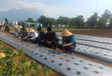 Dompet Dhuafa Luncurkan Kebun Pangan Madaya di Sukabumi untuk Ketahanan Pangan Masyarakat