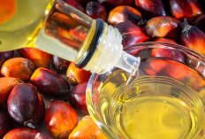 INDEF: Biaya Kemasan Plastik Melonjak, Kenaikan Harga Minyak Goreng Sulit Dihindari