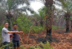Kasus Karhutla dan Perkebunan Sawit Ilegal, Polisi Amankan Tersangka Baru