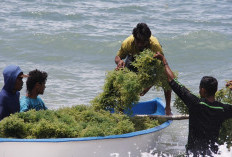 Strategi Mempercepat Hilirisasi Rumput Laut di Indonesia